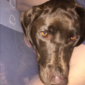 Meet your Posher, Anastasia